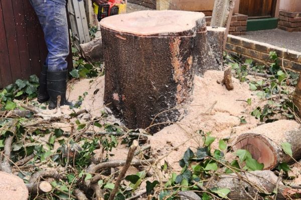 tree felling services in Pretoria