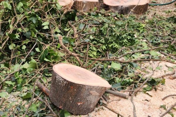 Stump Removal and Stump Grinding